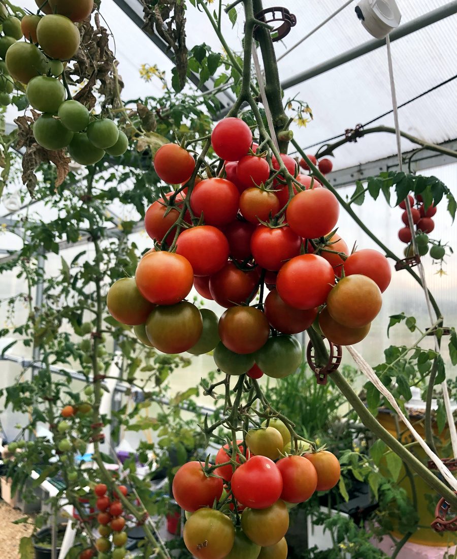 Préparation de légumes frais en cuisine